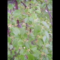 Celastrus orbiculatus (fam. Celastracees) (Asie Orientale) (2)